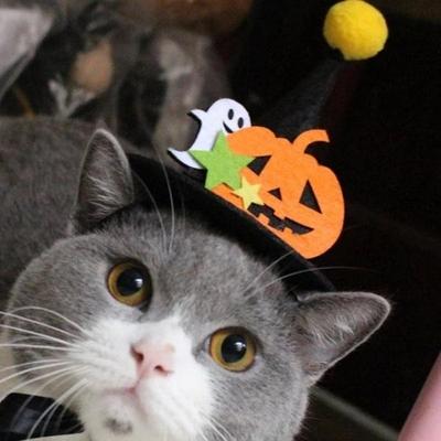 Kedi – Kediler için giyim