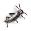 Women Locust Grasshopper Rhinestone Inlaid Insect Brooch Pin Bag Jacket Decor