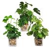 Lilizero Photocatalyst Fake Green Set Monstera Clover Watermelon Leaf Fake Houseplant Tabletop Potted Artificial Flower Artificial Houseplant Interior
