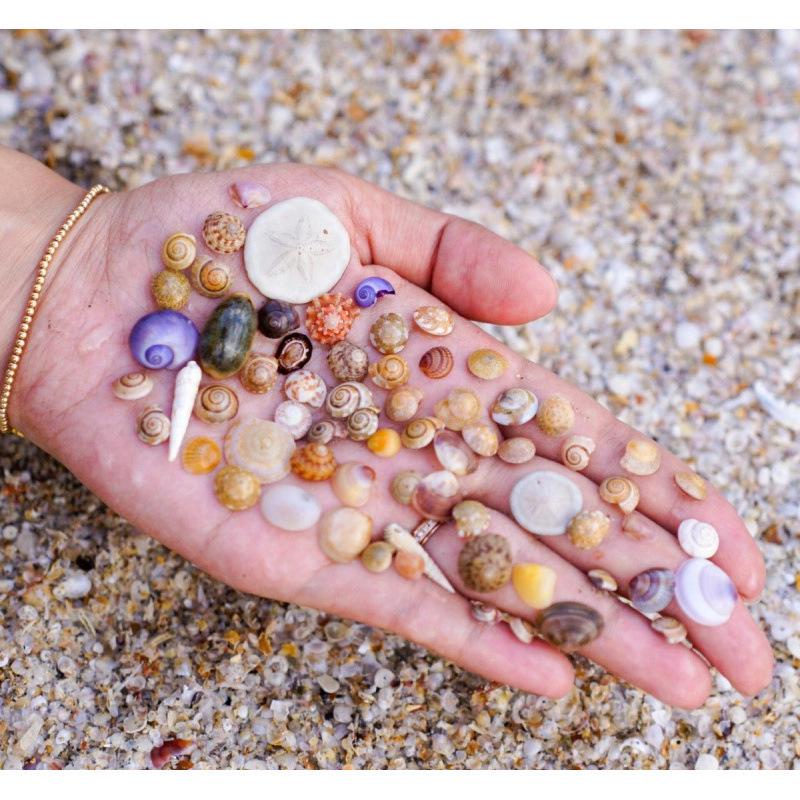 Handmade Mini Seashell Photo Frame & Fish Tank Decor