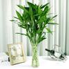 Lucky Bamboo Straight Glass Hydroponic Vase - Simple & Creative Micro Landscape Ornament