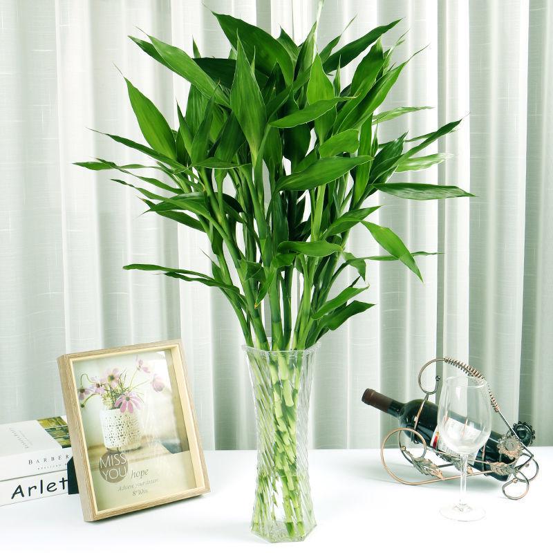 Lucky Bamboo Straight Glass Hydroponic Vase - Simple & Creative Micro Landscape Ornament