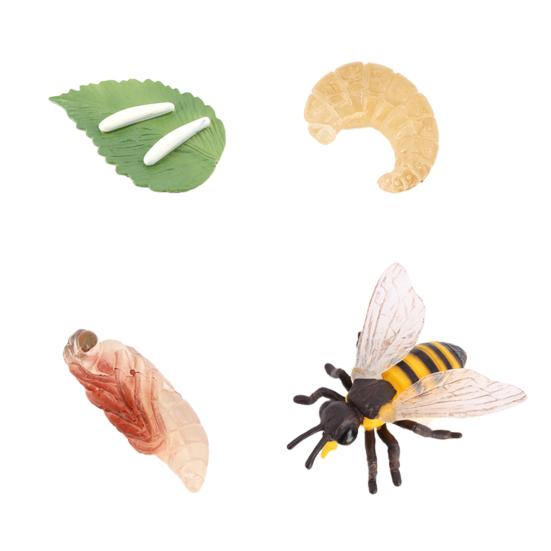 Simulation Insect Model Butterfly Growth Cycle Figurine Kids Educational Toy