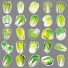 50 Waterproof Cabbage Stickers: Fresh Vegetable Graffiti for Journals, Earphones, Water Cups, and More
