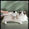 Intelligentes Elektrisches Haartrockner-Kamm-Set für Haustiere - Katzen-Haartrockner-Kamm für die Fellpflege von Katzen und Hunden, Haarentfernungskamm für sowohl Katzen als auch Hunde.