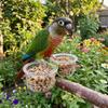 Bird Perch Stand Transparent Bird Cage Feeder With Clip Non-slip Parrot Food Bowl Plastic Wear-resistant Feeder Cup Parrot