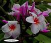 5 SEMEN PLUMERIE - FRANGIPANI - pomelie odrůda "Intira" - ČERSTVÁ SEMENA
