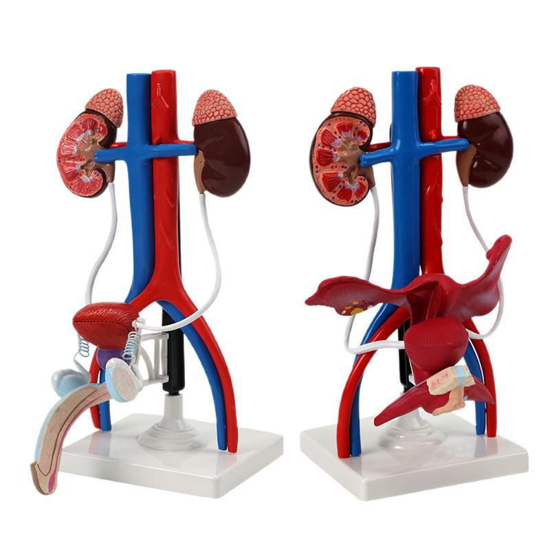 Qinghua Anatomisches Modell des menschlichen Fortpflanzungssystems - Demonstrationsinstrument für Urologie und Harnsystem