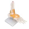 Human Foot Model Anatomical Ankle Skeleton Bones with Ligament 1 To 1 Life Size Mold
