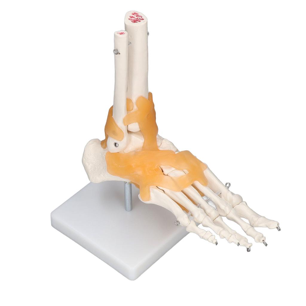 Human Foot Model Anatomical Ankle Skeleton Bones with Ligament 1 To 1 Life Size Mold