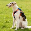 Adjustable Pet Vest Style Dog Chest Strap Harness Large Dog Chest and Back With Traction Rope Set For Large Dog Outdoor Supplies