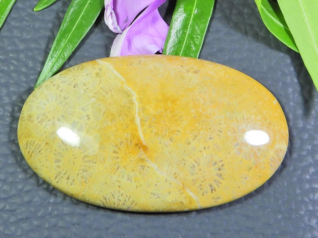 Confecționare Bijuterii Coral Fosil Natural Oval Cabochon Piatră Prețioasă Liberă 25X45X06 MM SK-652