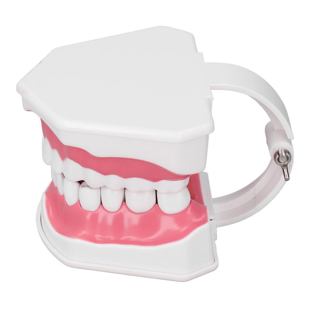 Teeth Model Tooth Brushing Practice Dental Teaching Study Tool with Brush Set Kit