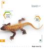 Cross-Cultural Reptile Model Set: Iguana, Chameleon, and Bearded Dragon for Kids' Cognitive Development with Card