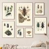 Vintage Beetle Insect Poster Specimen Retro Illustration Wall Art Canvas Painting Posters and Prints Picture for Living Room No Frame