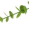 Eucalyptus Stem Decor 24 Leaves Plastic Iron Wire Artificial Fake Faux Eucalyptus Stem for Home