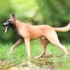 1/6 Dog Figure Action Accessories Birthday Gift Painted Learning Toy Photo Prop Decorative