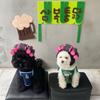 Curly Hair Curly Hair Dog Hats Soft Pet Headgear Cat Hairdressing Costume  Photography
