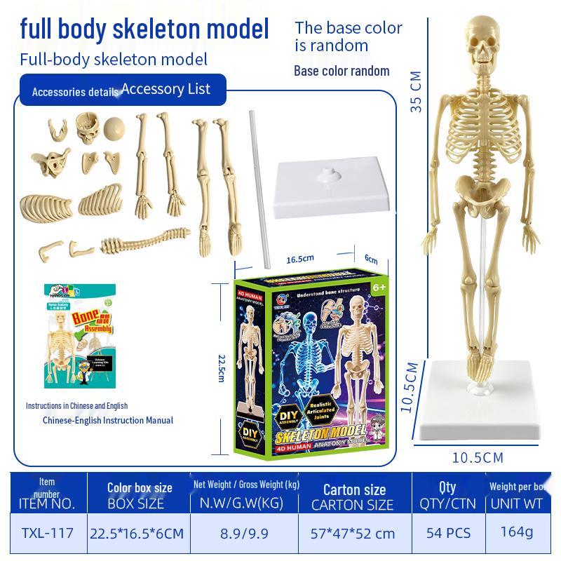 Children's STEM Educational Human Skeleton Model Toy