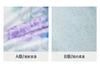 Mengjie Home Textile 60S Lanjing Tencel Four Piece Set Silk Smooth Skin friendly Flower Printing
