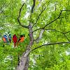 Multicolor Acrylic Panel Bird Stained Glass Suncatcher Window Hanging Home Decor