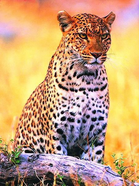 5D DIY Diamond Painting Leopard Mosaic Diamond Embroidery Full Round Drill Animal Cross Stitch Kit Home Decoration