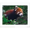 Nature Picture Library Red Panda Portrait Print
