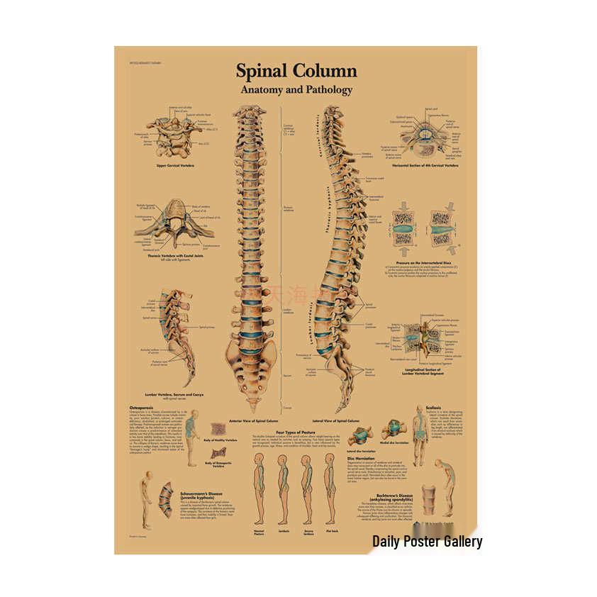 Anatomie kosterního svalstva Diagram Retro plakát pro výzdobu třídy Nástěnné umění (584)