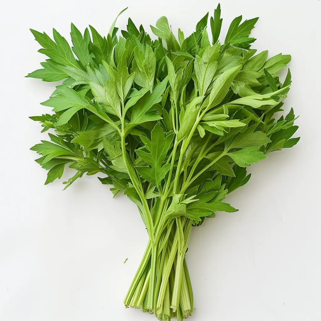 

300 насіння любистку (levisticum officinale) вічний селера - SemiSauvage Permaculture