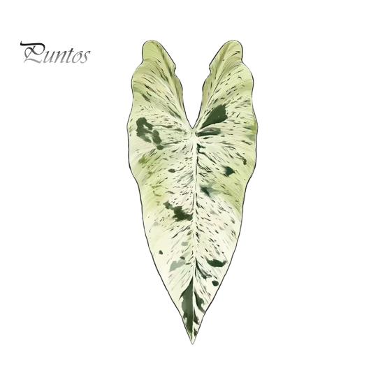 Tropical Plant Refrigerator Magnets 3D Plants Magnet, Acrylic Green Decorative Fridge Home Decor Memo Notes Photo Holder for Kitchen Office