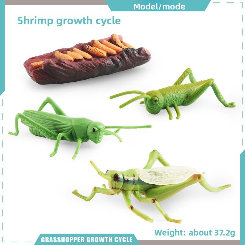 Snails Dragonflies Insect Lifecycle Pvc Model Science Education Display Kids For