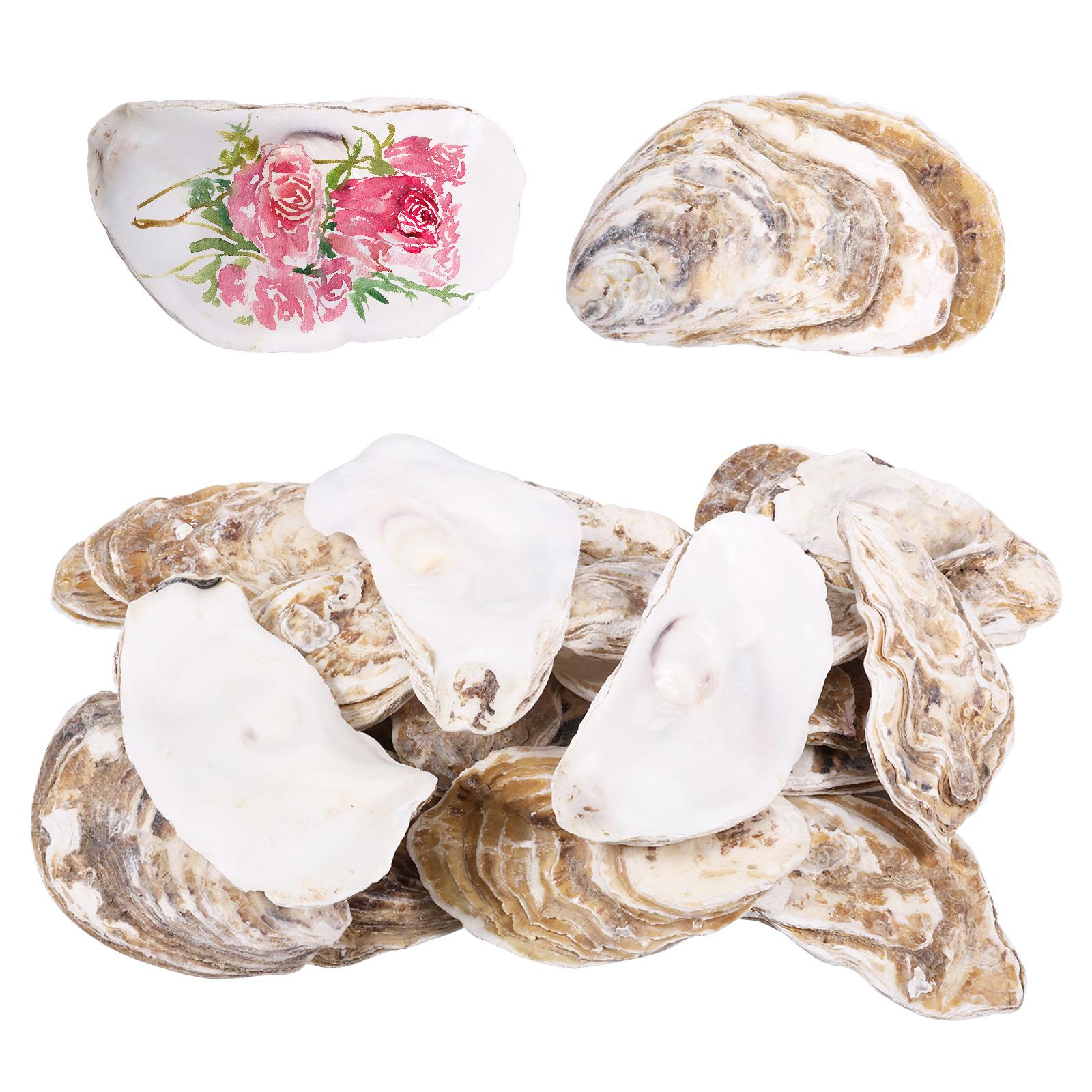 

20Pcs Natural Oyster Shell Set 3-4 Calcium Carbonate Oyster Shell DIY Craft Sea Shell for Home Party Decor Christmas Pendants