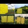 Premium 5pcs Outdoor Yellow Sticky Glue Flying Pest Insect Papers Traps For Bugs