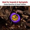 12pcs Isopods Feeder Bowls, Tiny Feeding Dish for Isopods, Springtails