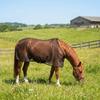 Adjustable Horse Mosquito Proof Vest Wear-Resistant Horse Belly Protect Cover  Outdoor Breeding