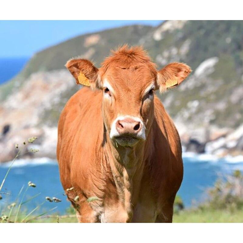 Noua pictură cu diamant 5D bricolaj, bovine, broderie cu diamante, animale, punct de cruce, găurit rotund complet, meșteșuguri, decorațiuni pentru acasă, cadou manual