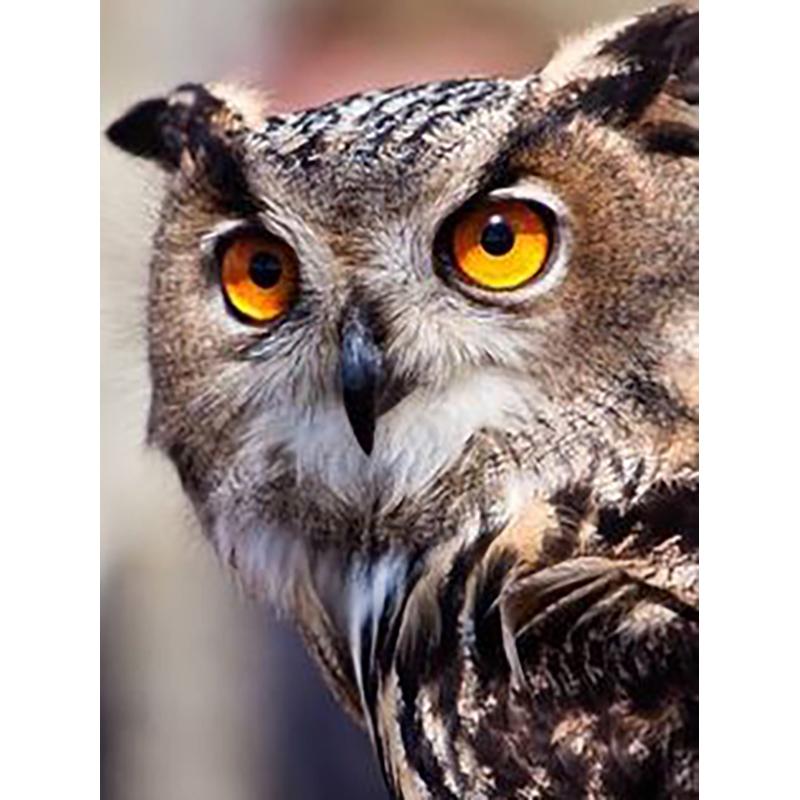 DIY Eagle 5D Diamentowe Malowanie Pełne Okrągłe Wiercenie Diamentowe Haftowanie Krzyżykowy Zestaw Do Rzemiosła Zwierzęce Kryształki Ręcznie Robione Sztuka Prezent