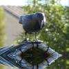 Simulated Black Crow Feathered Animal Halloween Prop Plush Crow Ghost Festival Ornament Horror Decor Crafts Fun Essential Item