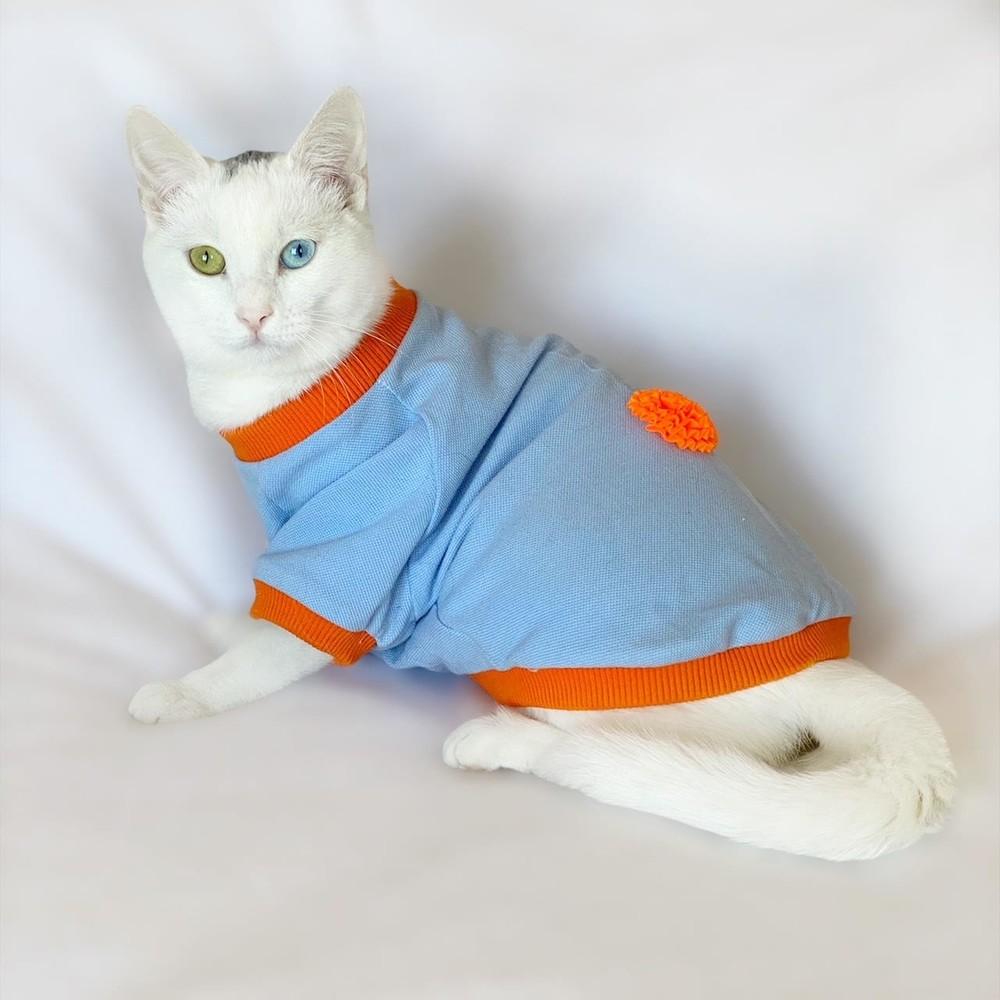Cheap Cat Clothing and Supplies Joom