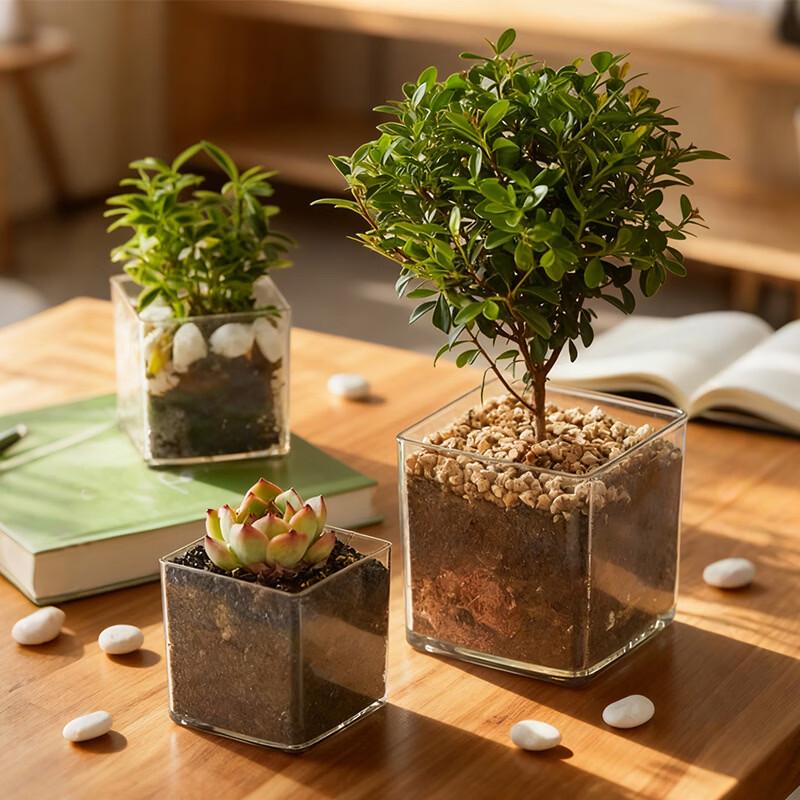 BAILOCK Transparent Square Hydroponic Vase