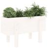 White Plant Pot 62x30x38 Cm Solid Pine Wood