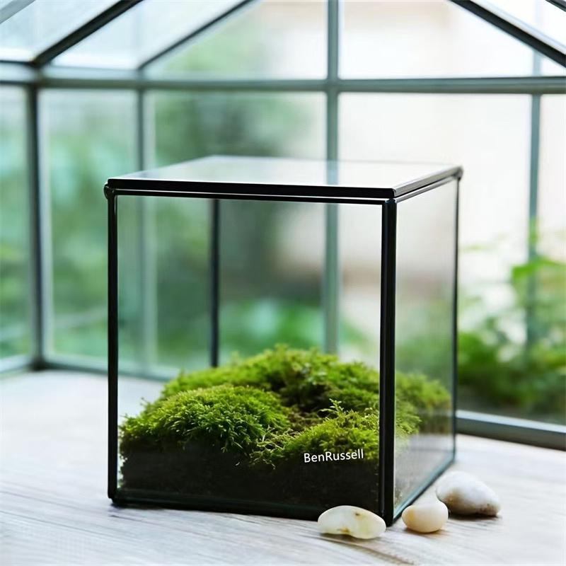 The Cube Shape Moss Glass Terrarium Succulents Desktop Greenhouse Modern Geometric Container Planter for Home Office