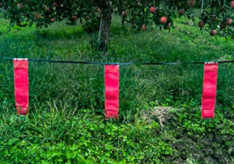 Why Do Palm Civets Run New Revised Outdoor Type for Business and Palm Civet Effective for Approximately 1 Away? Edition. Maintenance. 10-Pack