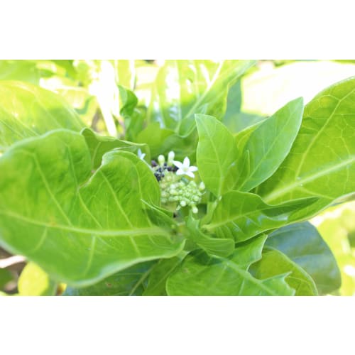 100% Okinawa Noni Juice, 500ml