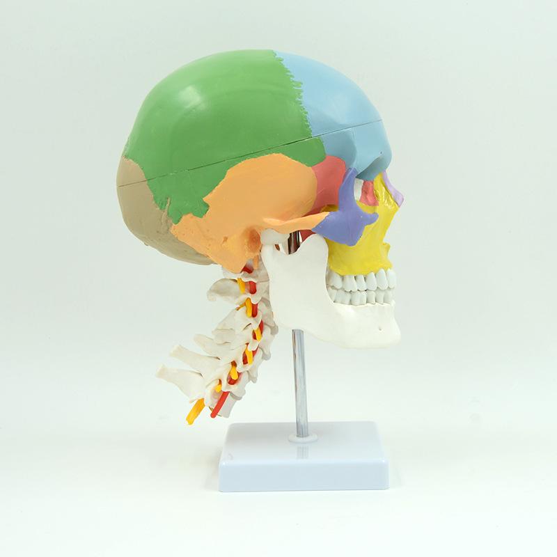 Colored Human Skull Model with Cervical Vertebrae and Spinal Nerves for Teaching and Simulation