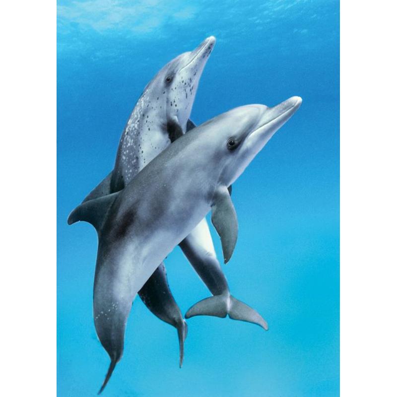 DIY 5D Diamond Painting Dolphin Full Square Drill Animal Diamond Embroidery Pictures of Rhinestones Mosaic Home Decor Art Gift