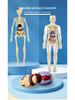 Kids' Educational Human Anatomy Model: Assembled Skeleton & Organ Teaching Aids.