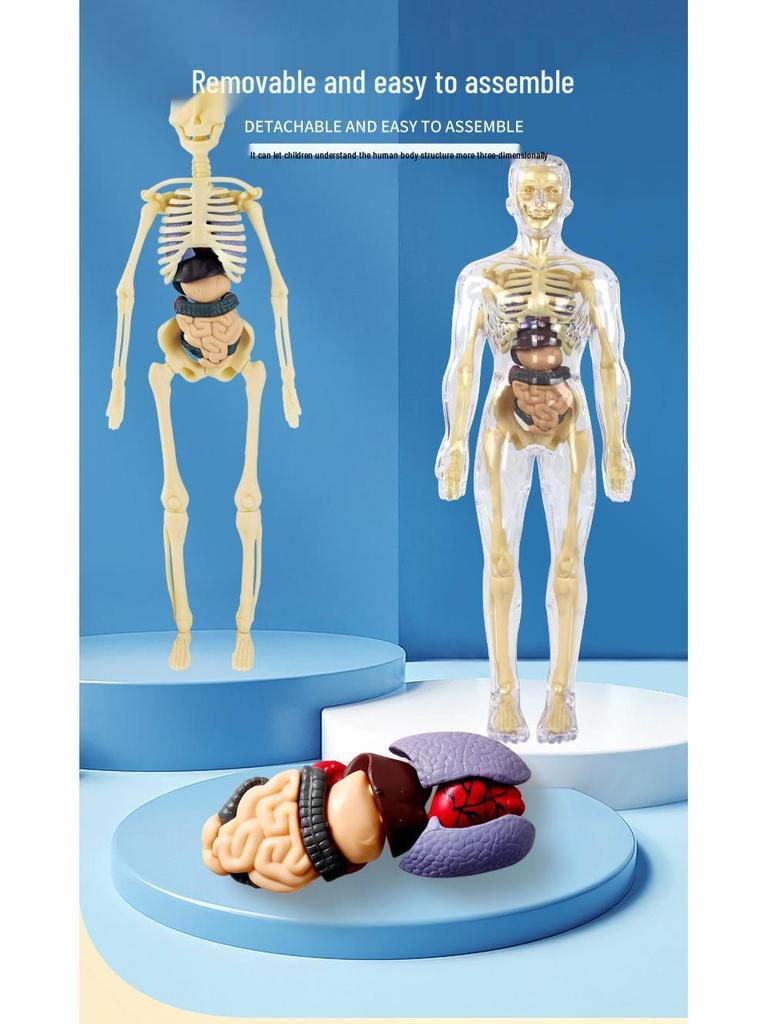 Kids' Educational Human Anatomy Model: Assembled Skeleton & Organ Teaching Aids.