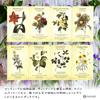 Botanical Inspirations Deck (Authentic Oracle Cards, Flower Fortune Telling, Flower Language) with Japanese Instructions