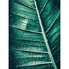 Bohemian Watercolor Tropical Plant Canvas Painting Monstera Banana Leaf Eucalyptus and Fern Art Posters Aesthetic Bedroom Decor